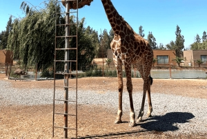 Santiago: Safari Rancagua Tour