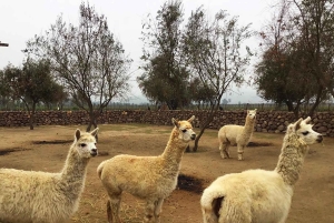 Santiago: Visita a Valparaiso e Casablanca