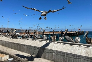 Santiago: Visita a Valparaiso e Casablanca