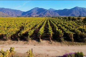 Santiago: Valparaiso, Viña del Mar, & Casablanca Vallei Tour