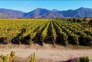 Santiago: Viña del Mar, Valparaiso, med vinprovning