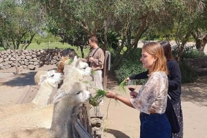 Santiago: Weltklasse-Weine, Besuch von 4 Weingütern und Tanino