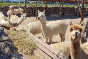 Santiago: Weltklasse-Weine, Besuch von 4 Weingütern und Tanino