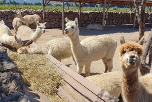 Santiago: Tanino: Maailmanluokan viinit, vierailu 4 viinitilalle ja Taninoon.