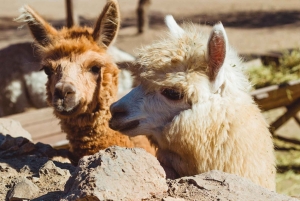 Santiago: Tanino: Maailmanluokan viinit, vierailu 4 viinitilalle ja Taninoon.