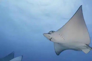 Scuba Cozumel: Experience from Boat, for Certified Divers