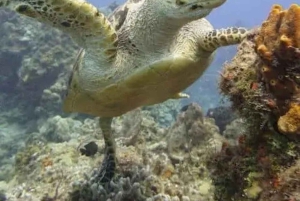 Scuba Cozumel: Experience from Boat, for Certified Divers