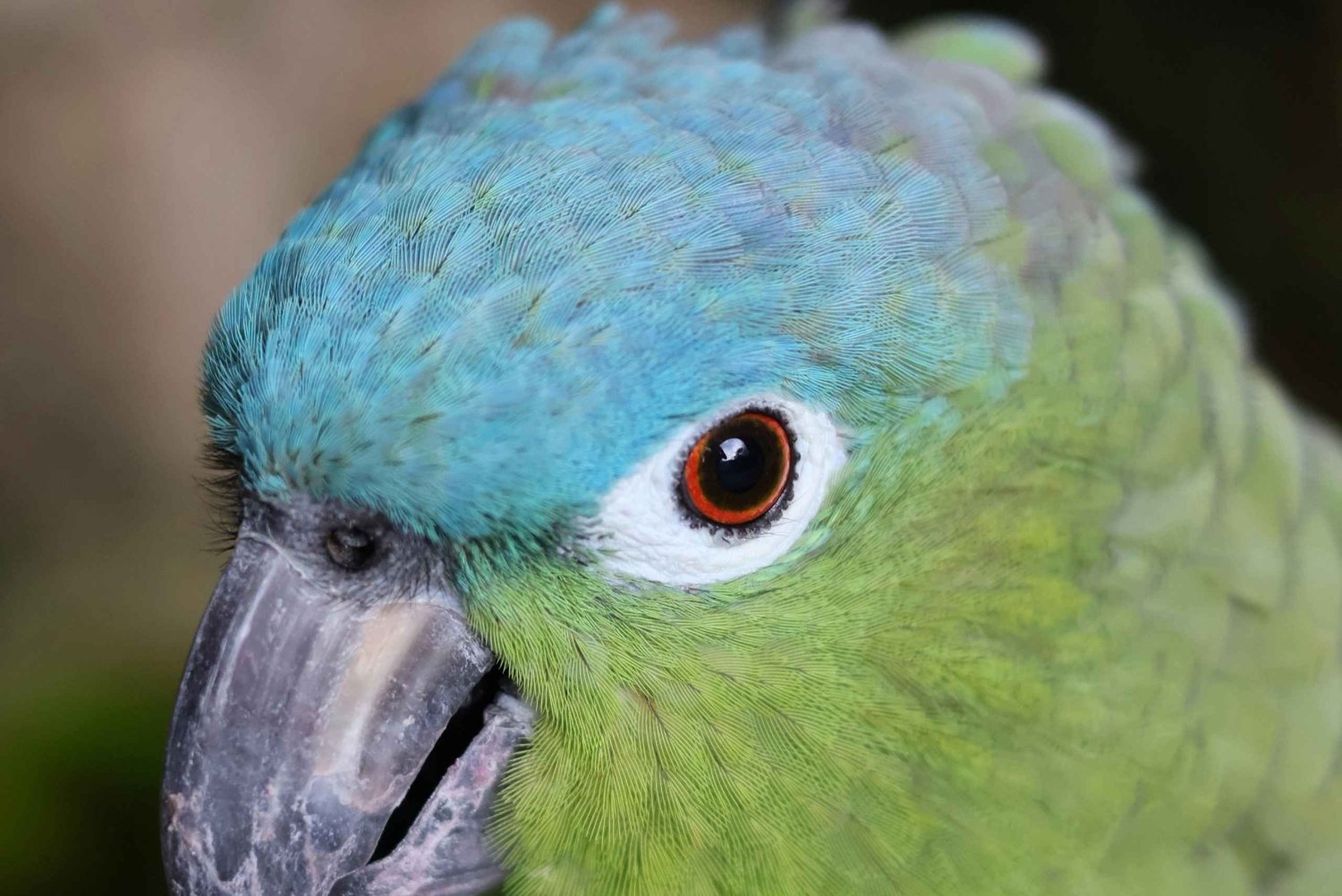 Tulum, 4 cenoter, Playa del Carmen