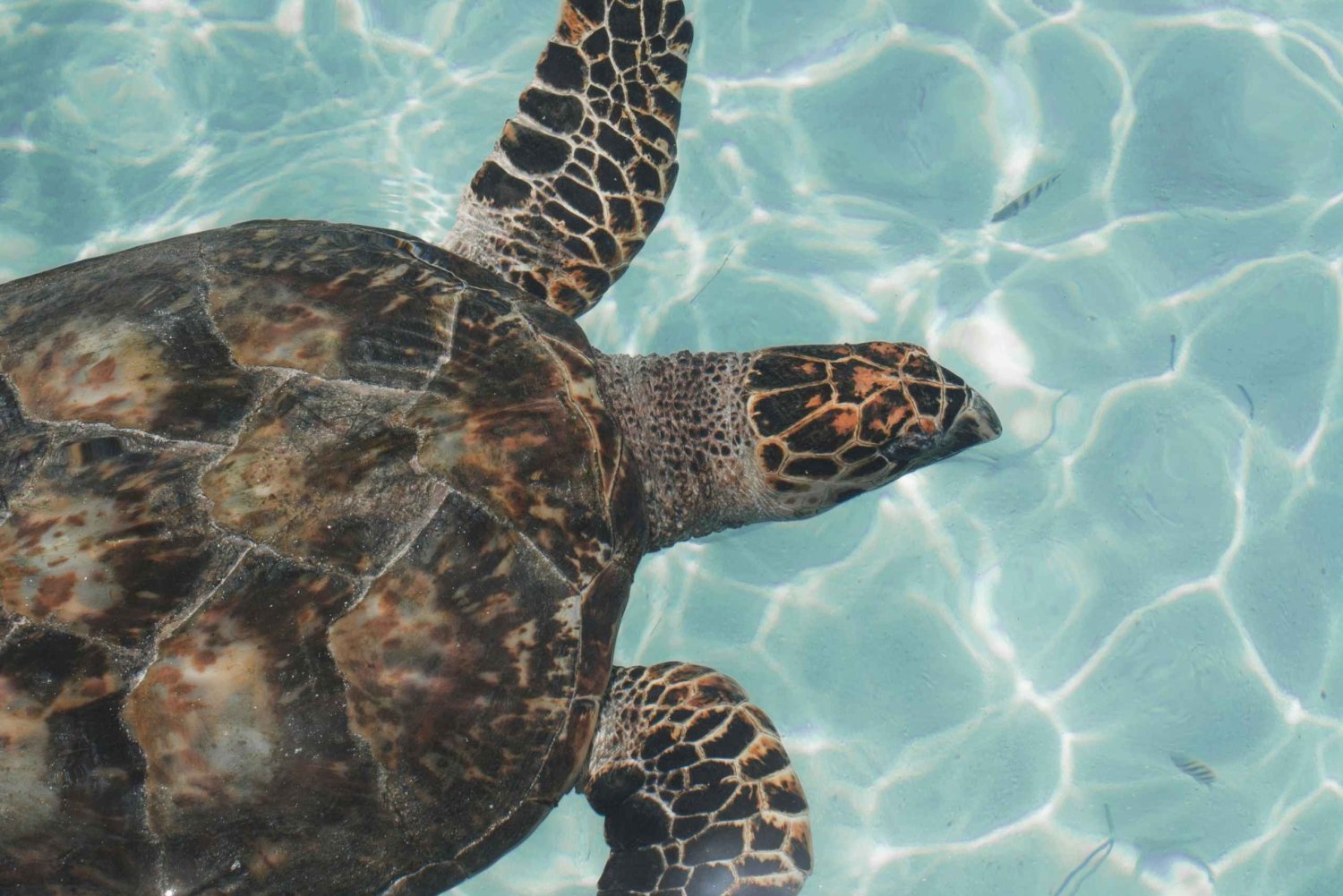 Tulum, 4 cenoter, Playa del Carmen