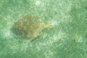 Tulum: Ruins, Cenote and Turtle Snorkel Day Trip with Lunch