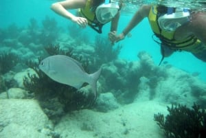 Tulum: Ruins, Cenote and Turtle Snorkel Day Trip with Lunch
