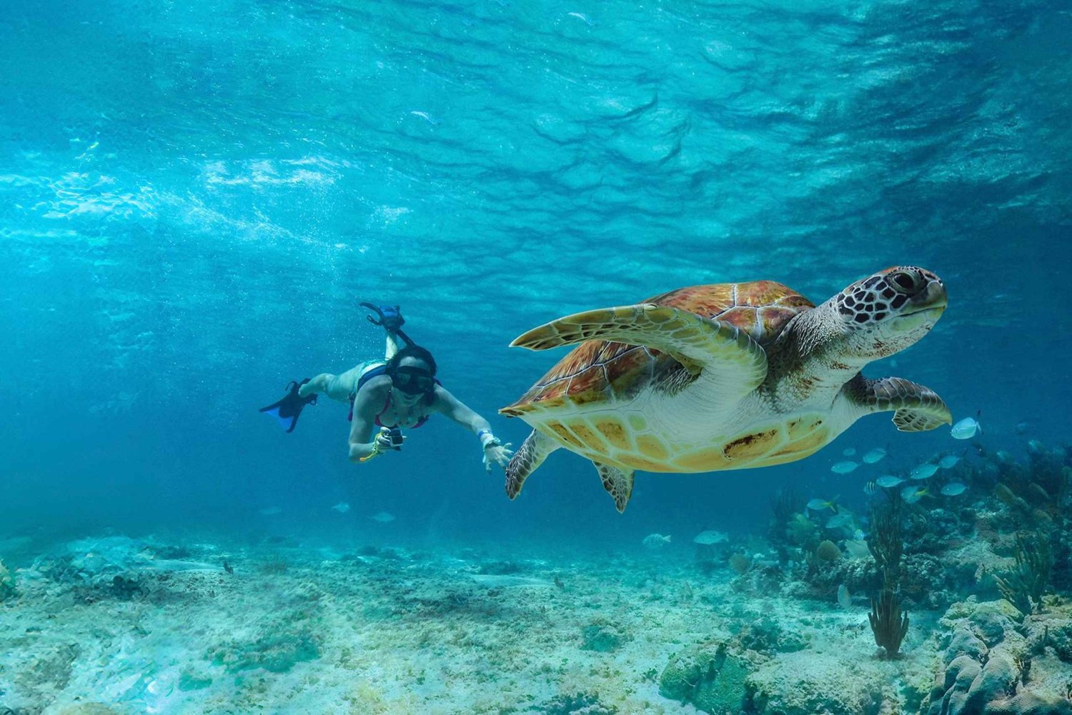 Tulum, zwemmen met schildpadden in Akumal, Cenote + Lunch & Beach Club