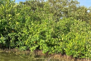 Typical lunch on beach, mangrove tour & fishing with natives