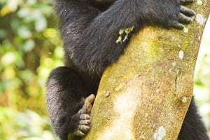 Uganda: 1-dags Ngamba Sanctuary for sjimpansetur