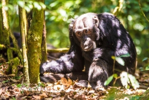 Uganda: 1-dags Ngamba Sanctuary for sjimpansetur