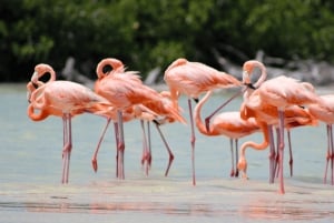 VALLADOLID: RIO LAGARTOS+LAS COLORADAS+EK´BALAM+CENOTE