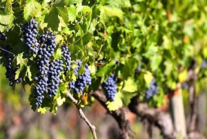 Valle de Guadalupe: Wine Tasting and Carriage Tour