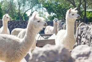 Port Valparaiso i Viña del Mar, degustacja wina w Casablance
