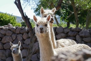 Port Valparaiso i Viña del Mar, degustacja wina w Casablance