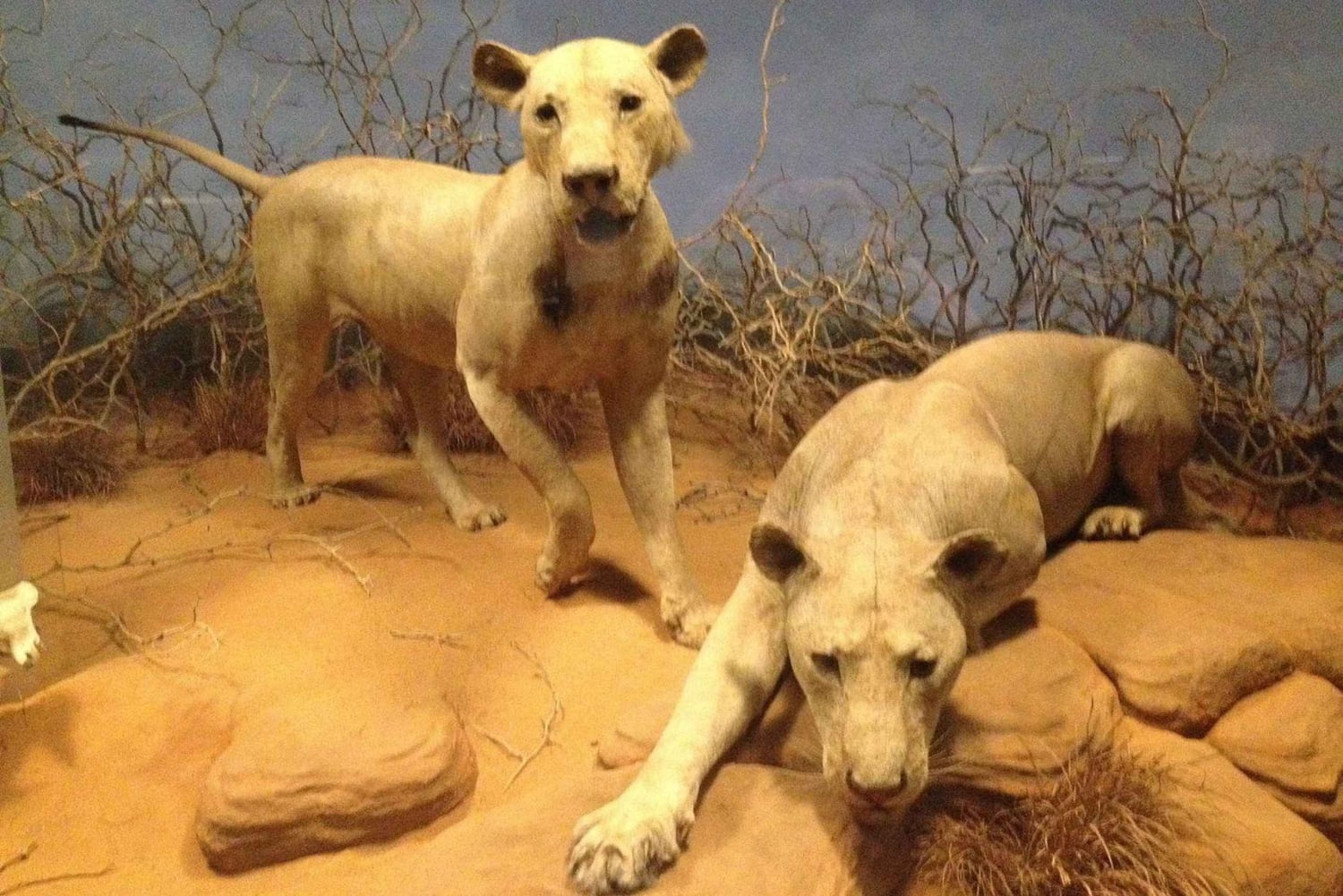 Chicago: Field Museum Ticket & Digital Tour