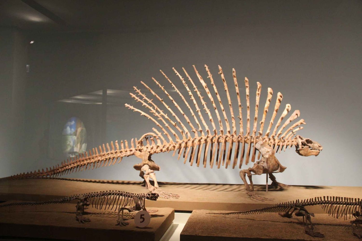 Chicago: Field Museum Ticket & Digital Tour