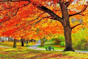 Chicago: Milwaukee & Lake Geneva Maple Foliage 1-Day Tour