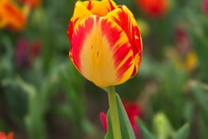 Chicago Suburbs Tour- The Hidden Gems