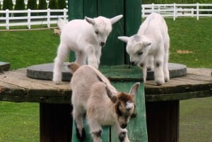 Lancaster County: Amish Farmlands, Museum Tour, Farm Visit