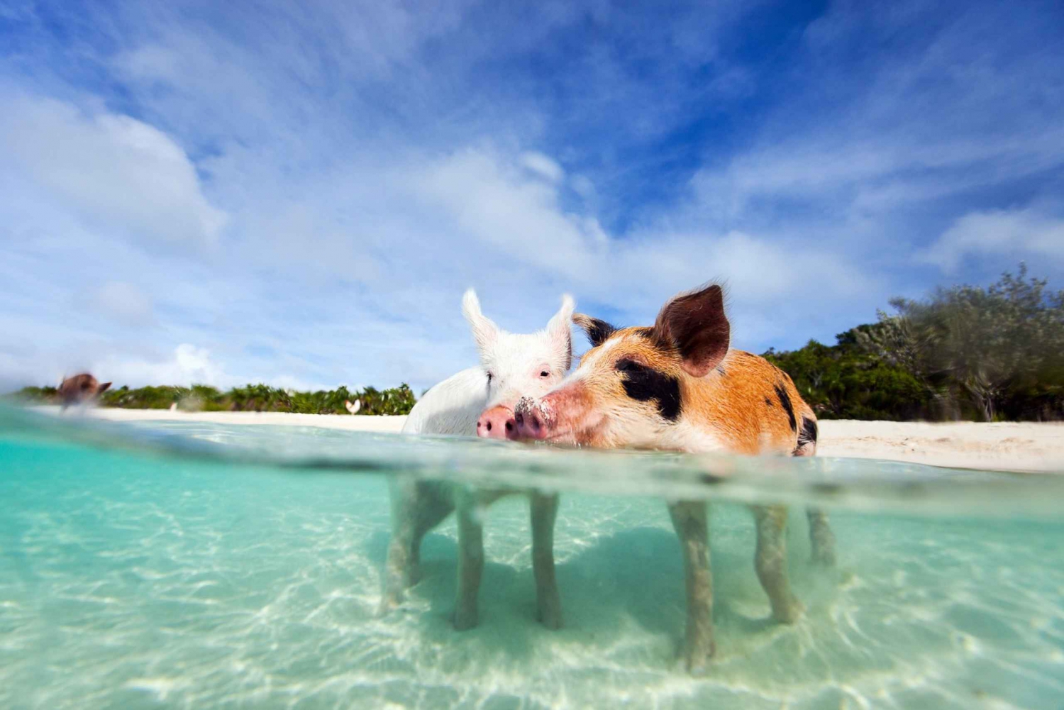 Nassau: Tur til 3 øer, snorkling, Pig Beach, skildpadder og frokost