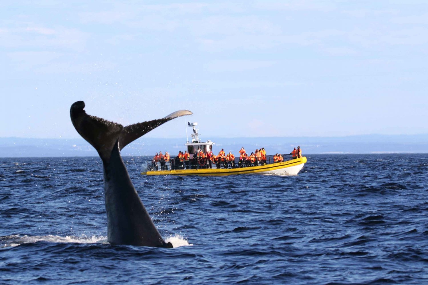 Tadoussac/Baie-Ste-Catherine: Tour in barca con osservazione delle balene