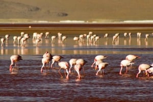 2-daagse privérondreis van Chili naar de zoutvlakten van Uyuni