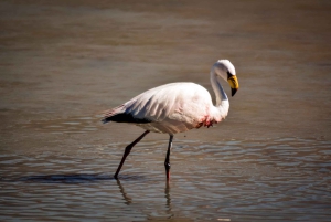 5 días de La Paz a Uyuni vía Sajama - Tour por tierra en grupo reducido