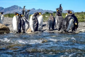 Adventure Day in Tierra del Fuego: King Penguins