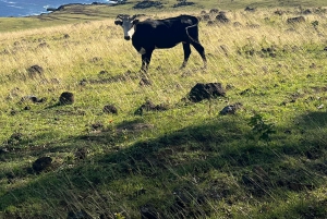 Adventures in Rapa Nui: Turism av hög kvalitet med Easter Island Your Tour.