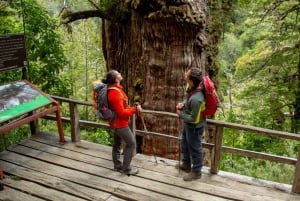 Alerce Andino National Park: Guided Day Hike