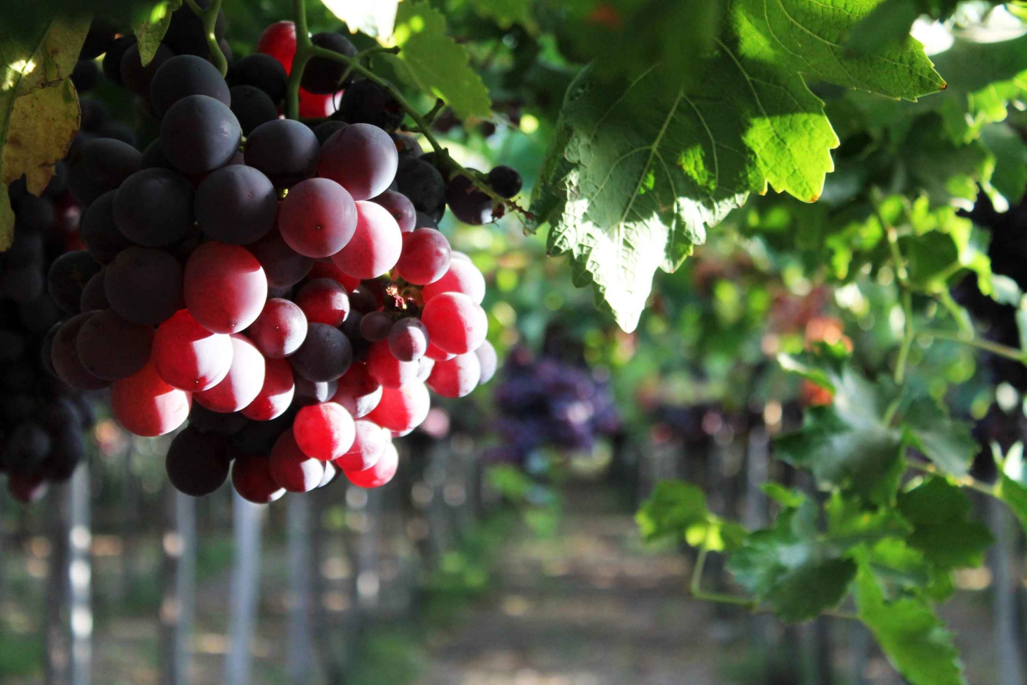 Tour Observatorio Alfa Aldea en el Valle de Elqui
