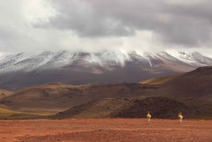 Altiplano: Explore the Spectacular Landscapes of Chile