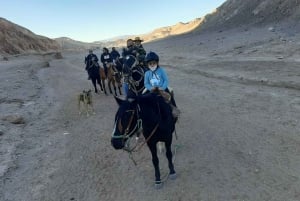 Atacama-ørkenen: Eventyr på hesteryg med naturskønne udsigter