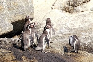 Observación de aves en el humedal de Mantagua y pingüinos en Cachagua desde Santiago