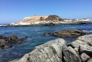 Observación de aves en el humedal de Mantagua y pingüinos en Cachagua desde Santiago