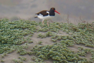 Observación de aves en el humedal de Mantagua y pingüinos en Cachagua desde Santiago