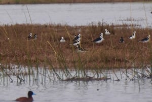 Observación de aves en el humedal de Mantagua y pingüinos en Cachagua desde Santiago