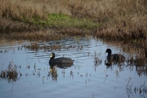 Observación de aves en el humedal de Mantagua y pingüinos en Cachagua desde Santiago