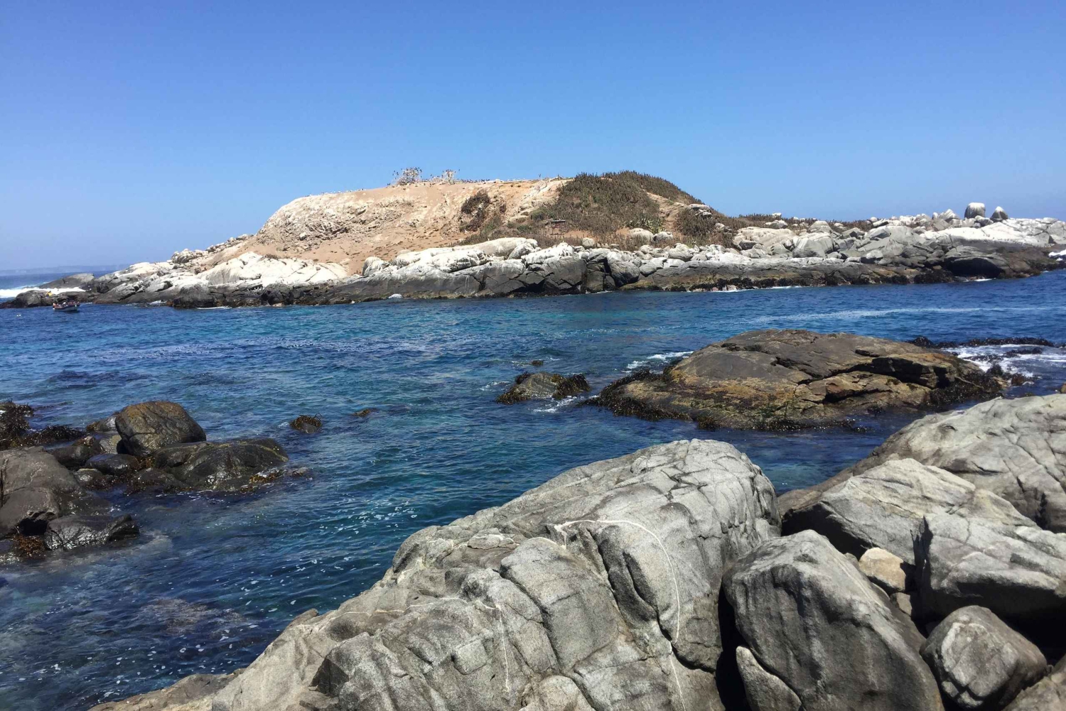 Наблюдение за птицами и пингвинами из Сантьяго: тур по водно-болотным угодьям Мантагуа