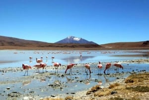 Bolivien: Salar de Uyuni nach Tupiza Privat |4 Tage
