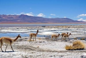 Bolivia: Salar de Uyuni till Tupiza Privat |4 dagar