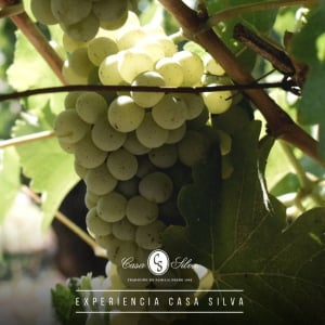 Casa Silva Winery