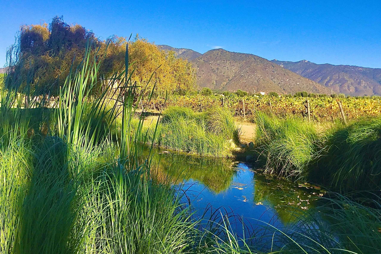 Dolina Casablanca: wycieczka do 3 winnic z degustacją 11 win