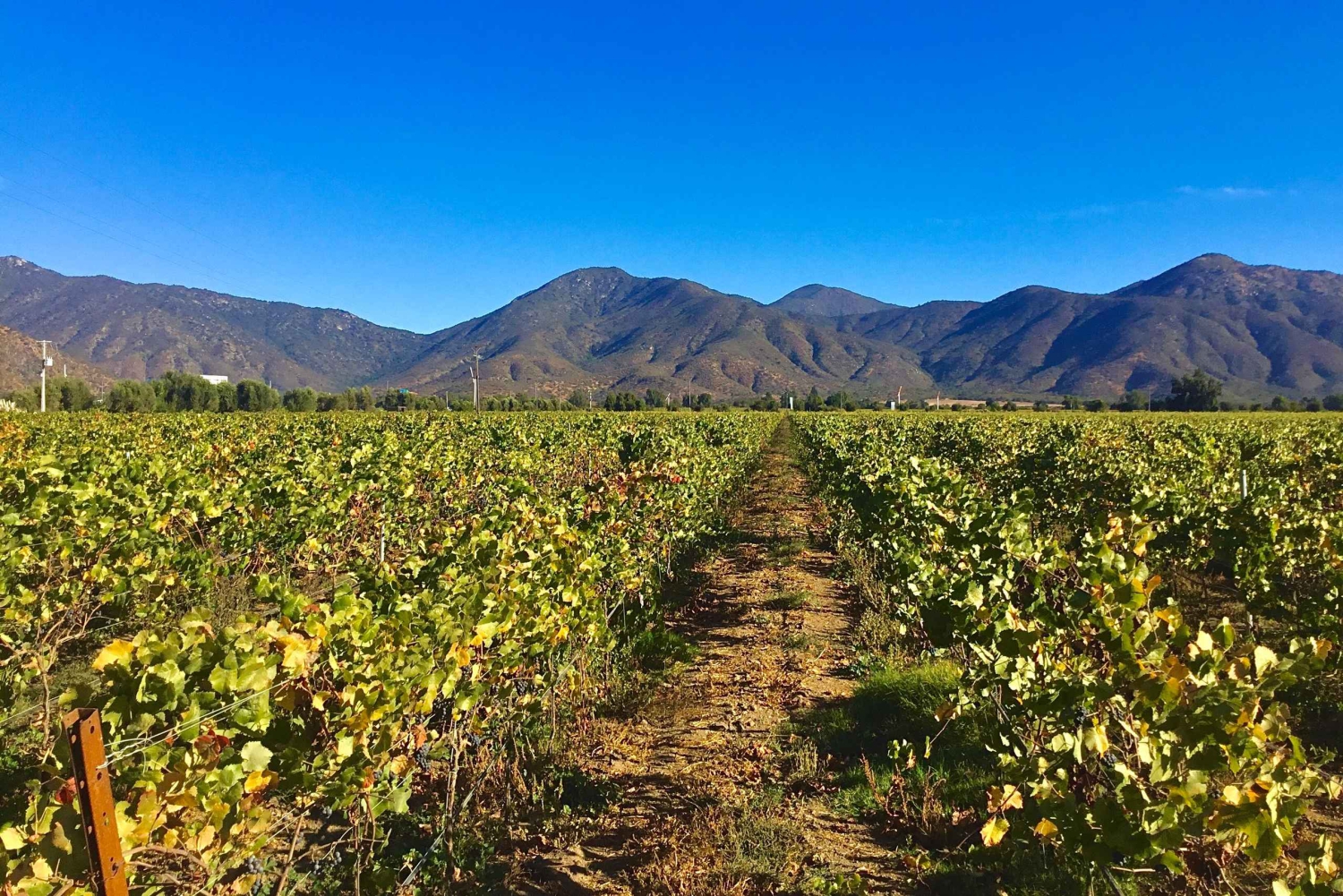 Dolina Casablanca: wycieczka do 3 winnic z degustacją 11 win