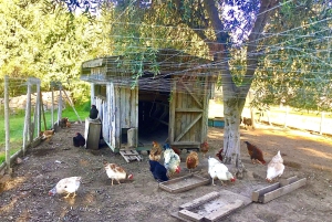 Casablanca Valley: tour langs 3 wijnhuizen met 11 wijnproeverijen